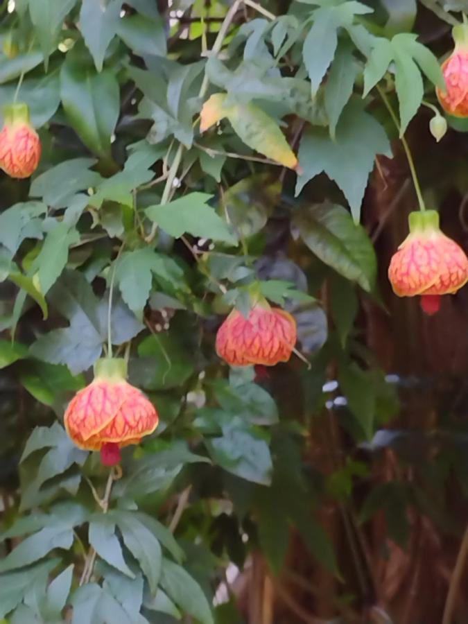Apartamentos De Ferias Por Temporada Martim De Sa Caraguatatuba Buitenkant foto
